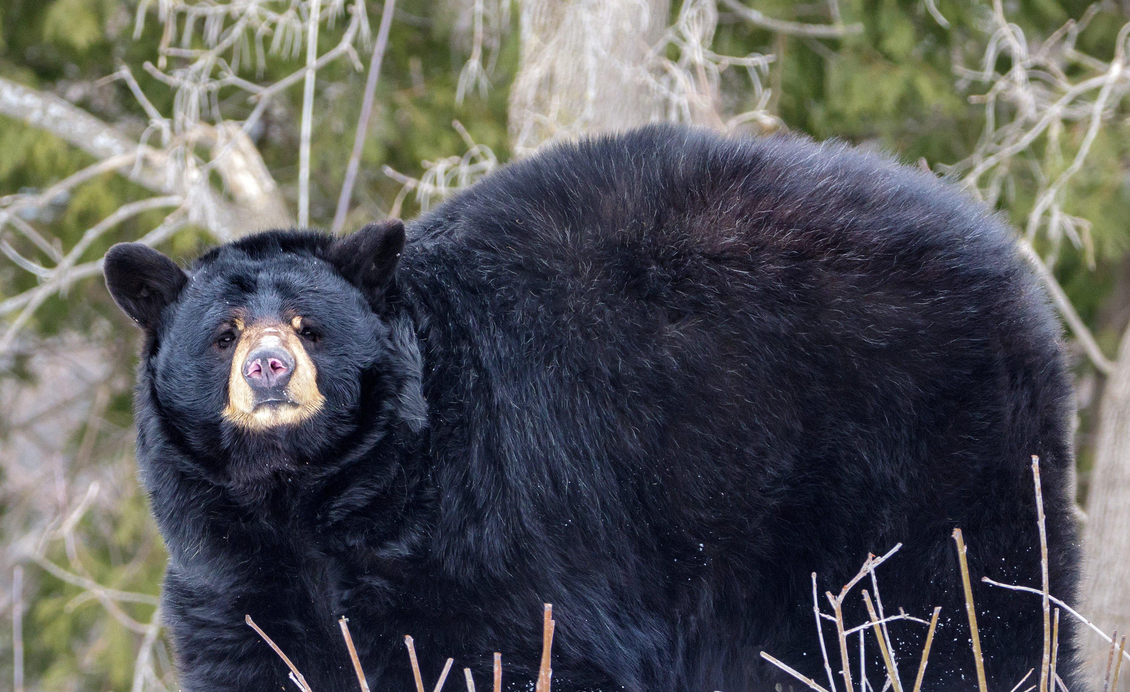 Image: ImageBy_Jean_Landry_black bear